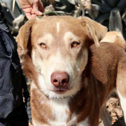 Ruben JuM, an adoptable Husky, Mixed Breed in Austin, TX, 78701 | Photo Image 7