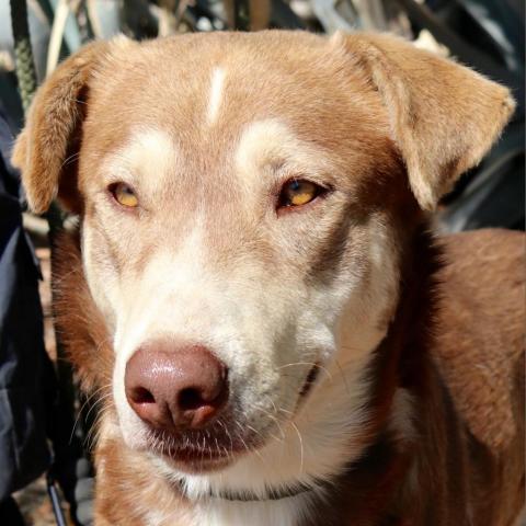 Ruben JuM, an adoptable Husky, Mixed Breed in Austin, TX, 78701 | Photo Image 7