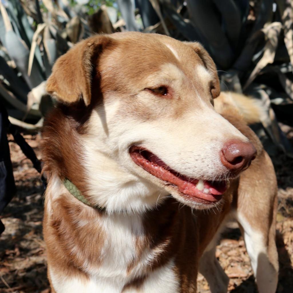 Ruben JuM, an adoptable Husky, Mixed Breed in Austin, TX, 78701 | Photo Image 7