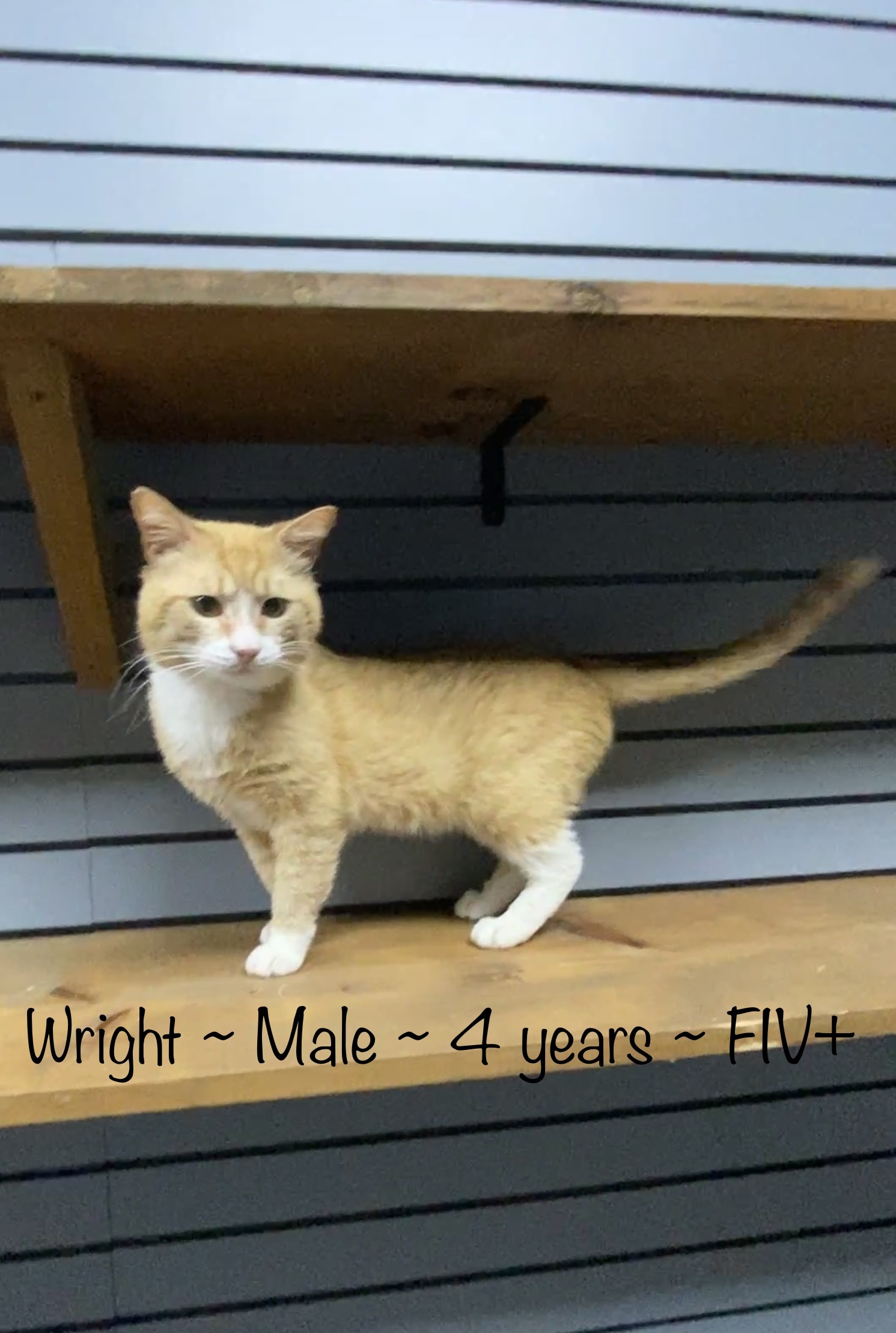 Cat for adoption Wright, a Domestic Short Hair in Nashville, TN