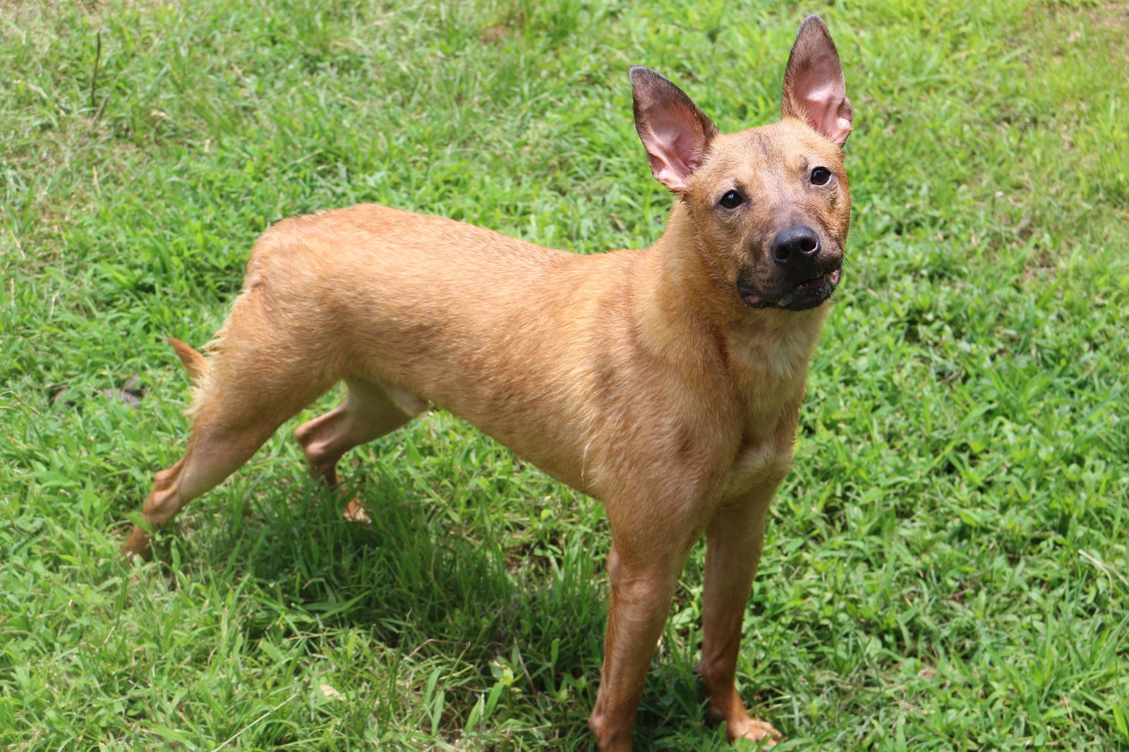 Ed Robinson, an adoptable Hound in Jackson, MS, 39213 | Photo Image 1