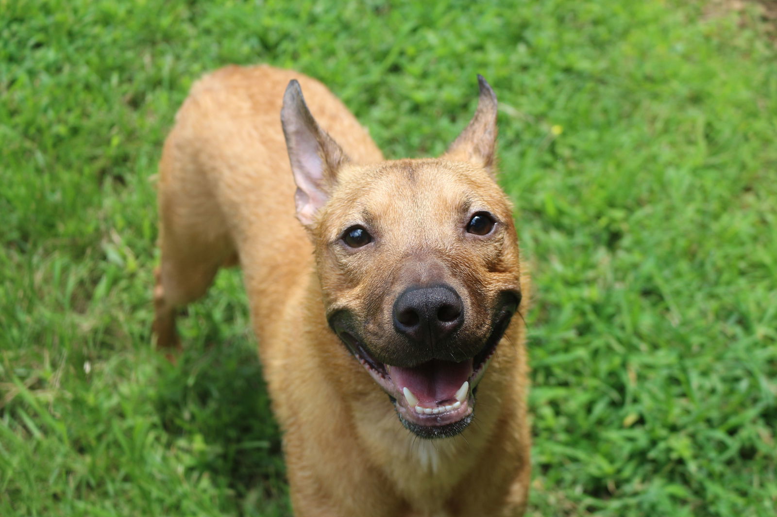 Ed Robinson, an adoptable Hound in Jackson, MS, 39213 | Photo Image 2