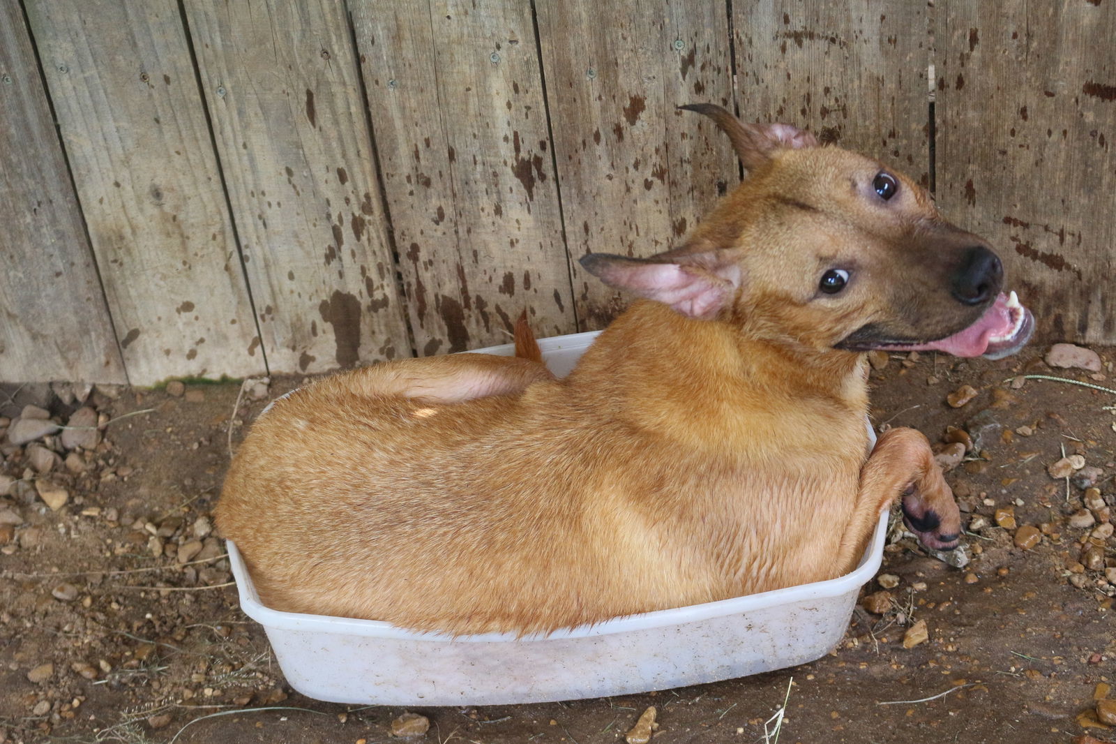 Ed Robinson, an adoptable Hound in Jackson, MS, 39213 | Photo Image 3