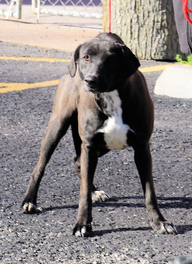 Karen, an adoptable Labrador Retriever in Reeds Spring, MO, 65737 | Photo Image 2