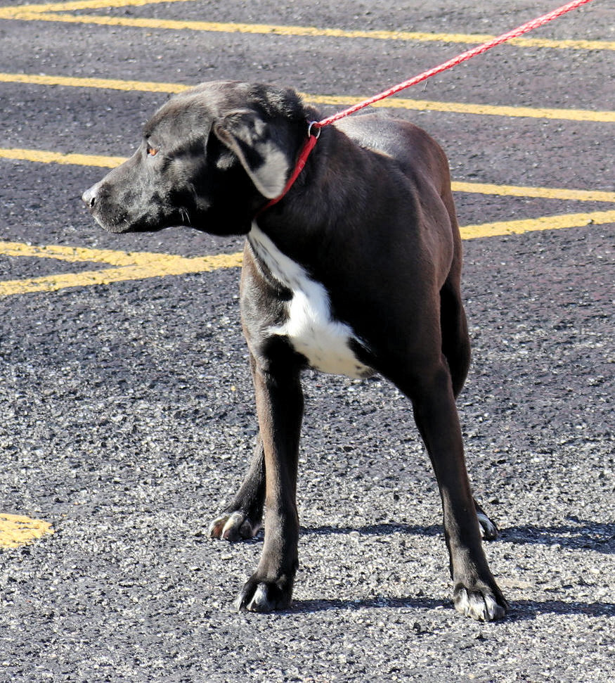 Karen, an adoptable Labrador Retriever in Reeds Spring, MO, 65737 | Photo Image 3