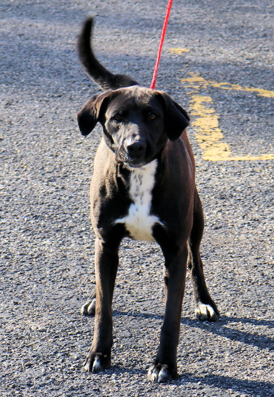 Karen, an adoptable Labrador Retriever in Reeds Spring, MO, 65737 | Photo Image 4
