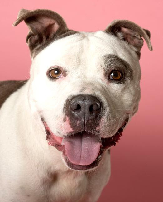 Mookie, an adoptable Pit Bull Terrier in Chicago, IL, 60610 | Photo Image 1