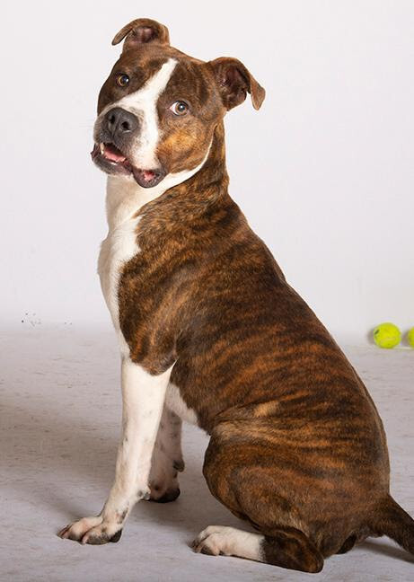 American boxer hot sale pitbull mix