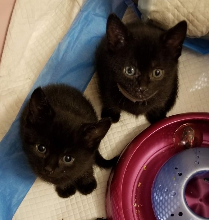Olive & Pearl - Bonded Mini-Panthers 3