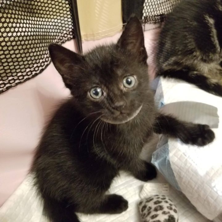 Olive & Pearl - Bonded Mini-Panthers 1