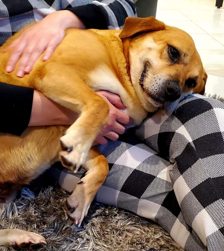Lulu, an adopted Labrador Retriever & Beagle Mix in Fairfax, VA_image-2