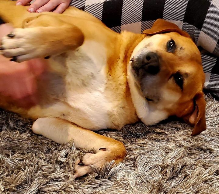 Lulu, an adopted Labrador Retriever & Beagle Mix in Fairfax, VA_image-3