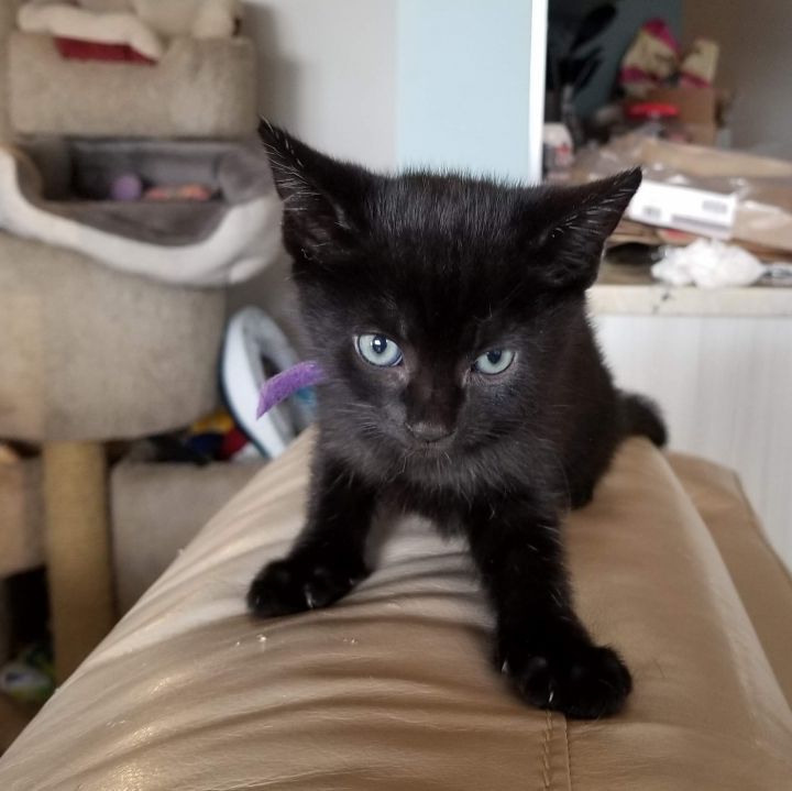 Pearl & Olive - Bonded Mini-Panthers 3