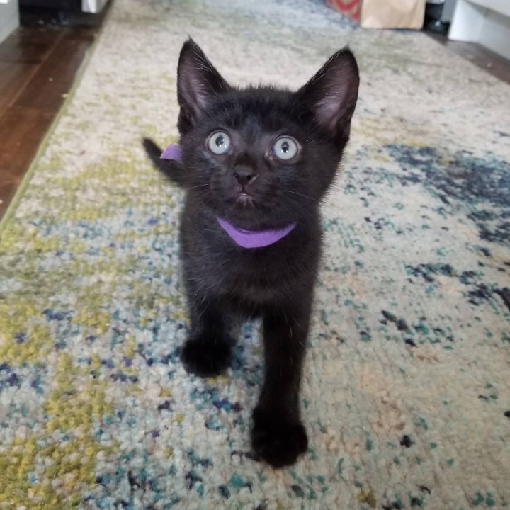 Pearl & Olive - Bonded Mini-Panthers 4