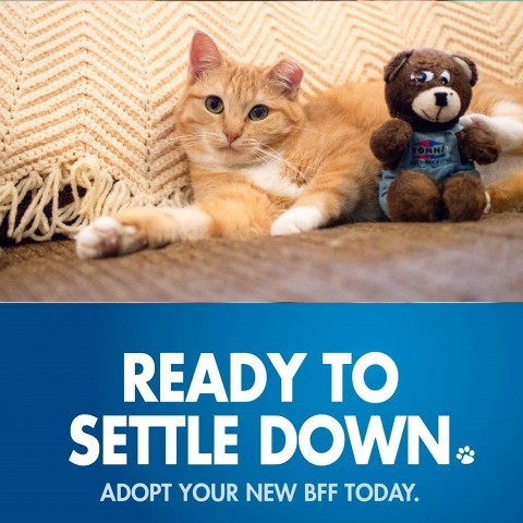 Essie, an adoptable Domestic Short Hair in Rochester, MN, 55903 | Photo Image 1