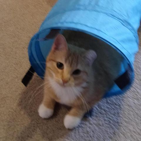 Essie, an adoptable Domestic Short Hair in Rochester, MN, 55903 | Photo Image 3