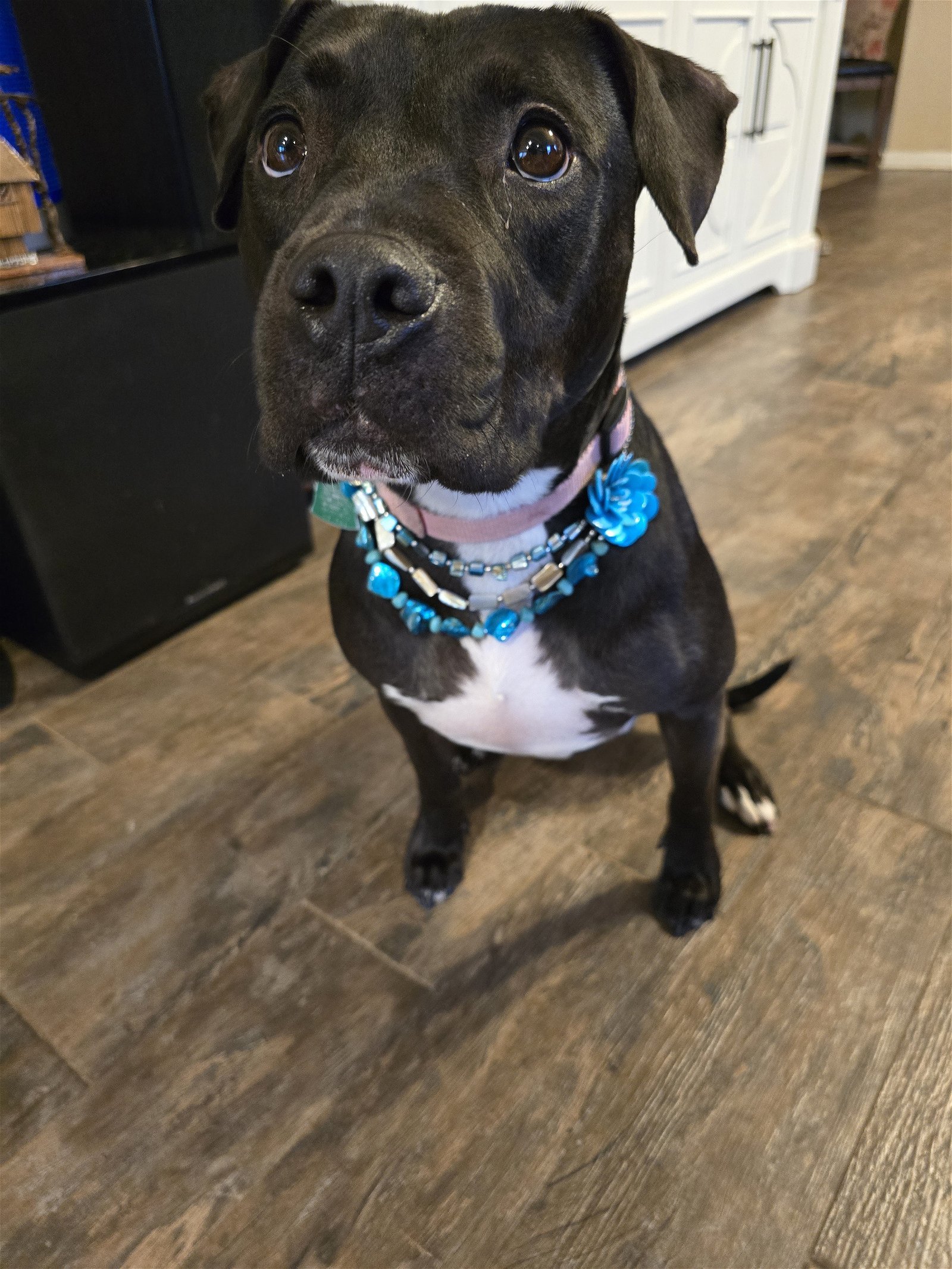 Roux B, an adoptable American Staffordshire Terrier, Black Labrador Retriever in Rosenberg, TX, 77471 | Photo Image 2