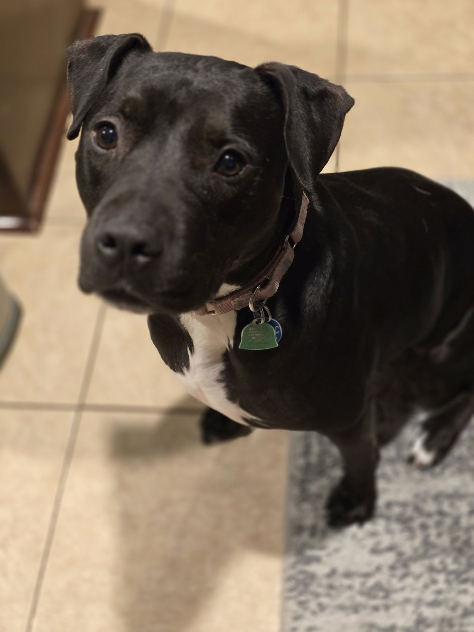 Roux B, an adoptable American Staffordshire Terrier, Black Labrador Retriever in Rosenberg, TX, 77471 | Photo Image 2