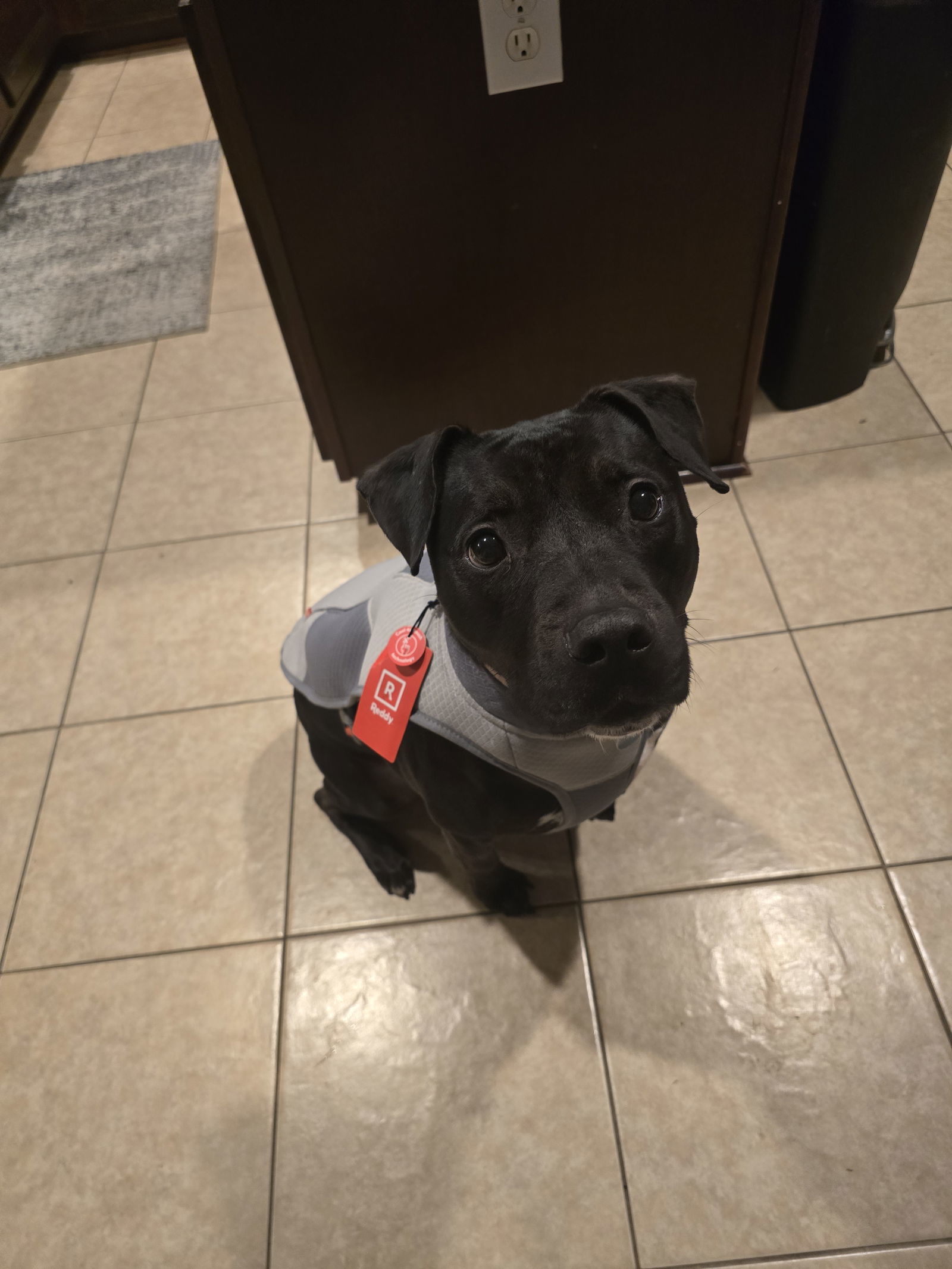 Roux B, an adoptable American Staffordshire Terrier, Black Labrador Retriever in Rosenberg, TX, 77471 | Photo Image 2