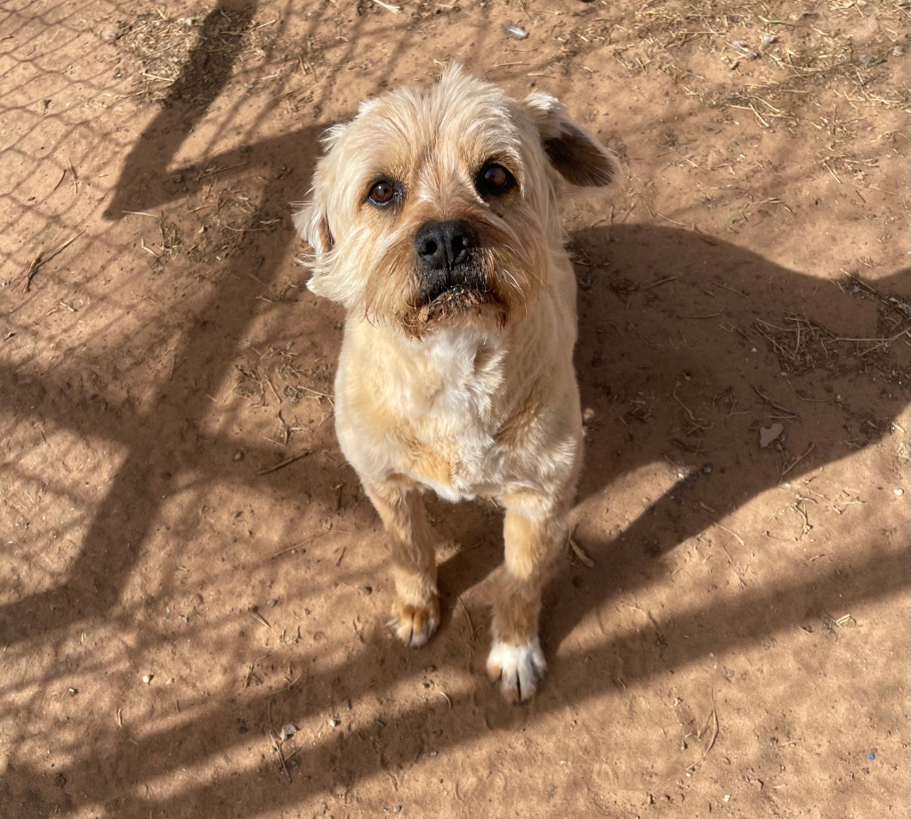Spike, an adoptable Rhodesian Ridgeback, Terrier in Midland, TX, 79705 | Photo Image 1