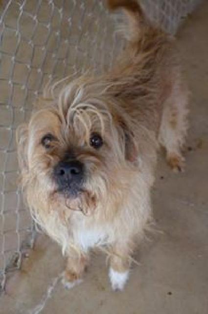Spike, an adoptable Rhodesian Ridgeback, Terrier in Midland, TX, 79705 | Photo Image 2