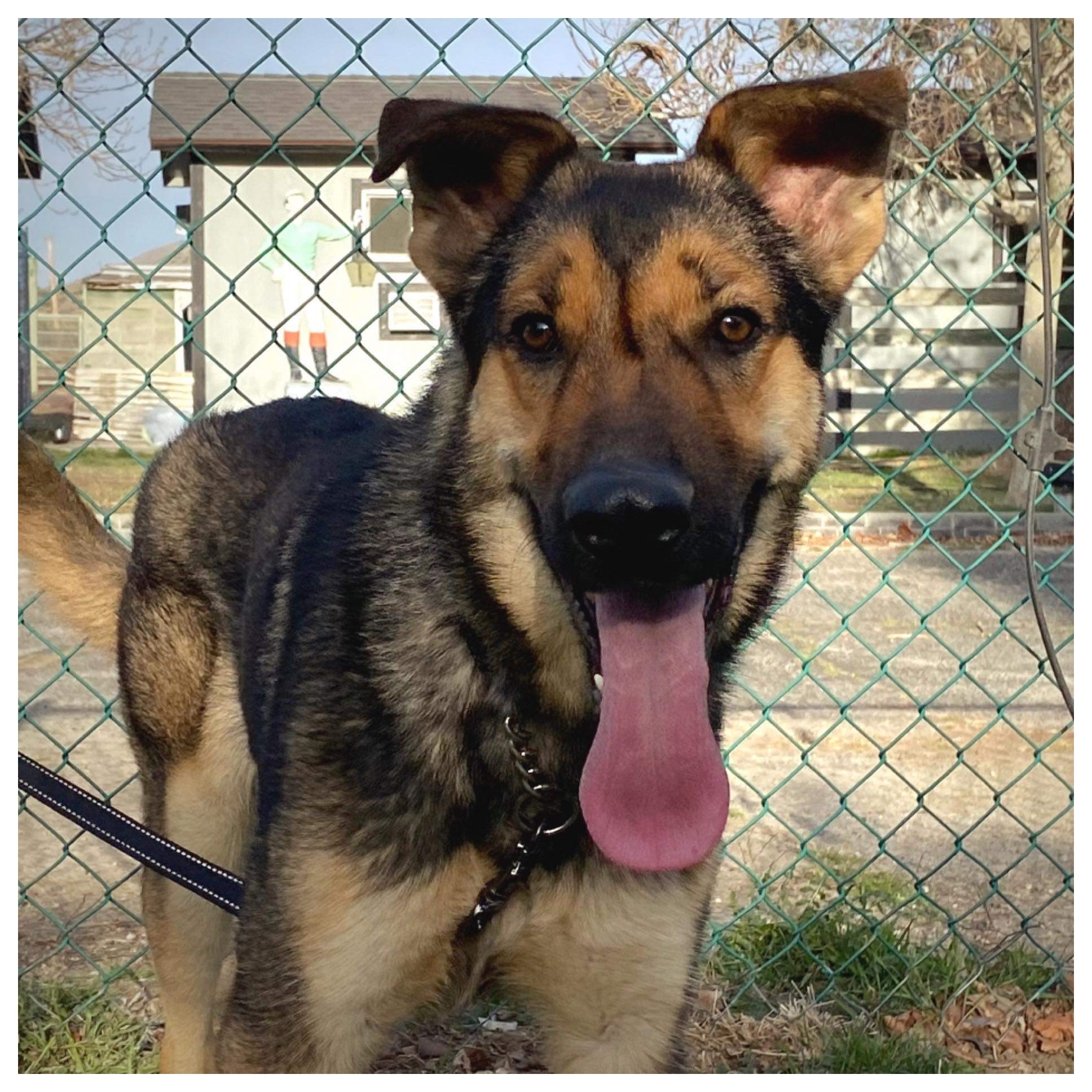 Oscar, an adoptable German Shepherd Dog in Greeneville , TN, 37743 | Photo Image 1