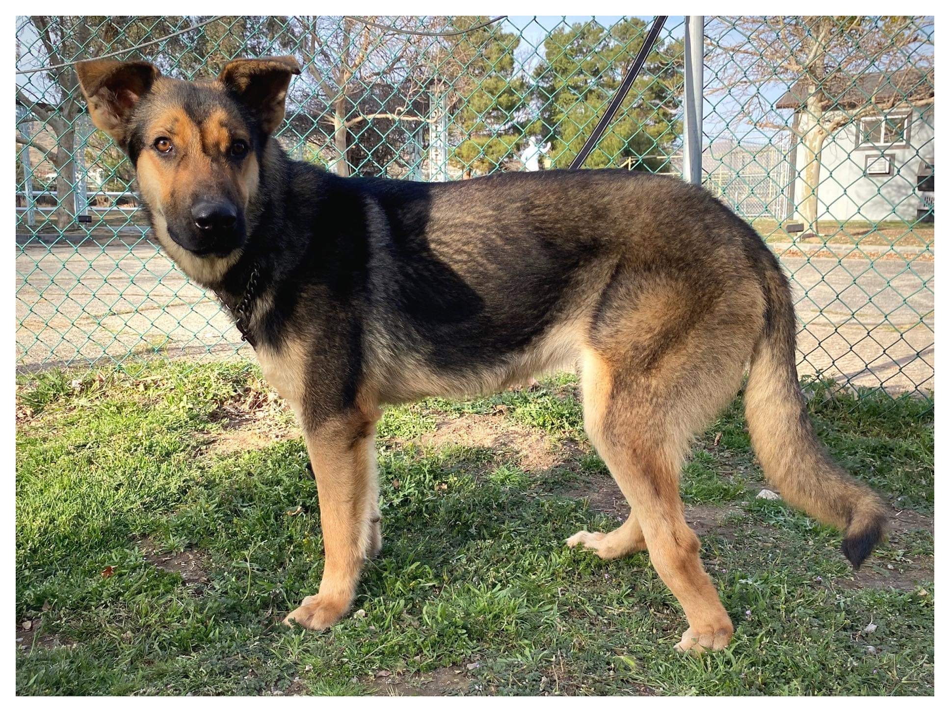 Oscar, an adoptable German Shepherd Dog in Greeneville , TN, 37743 | Photo Image 2