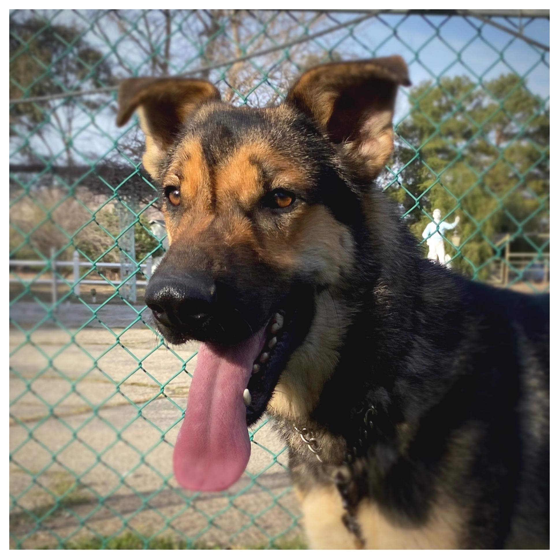 Oscar, an adoptable German Shepherd Dog in Greeneville , TN, 37743 | Photo Image 3