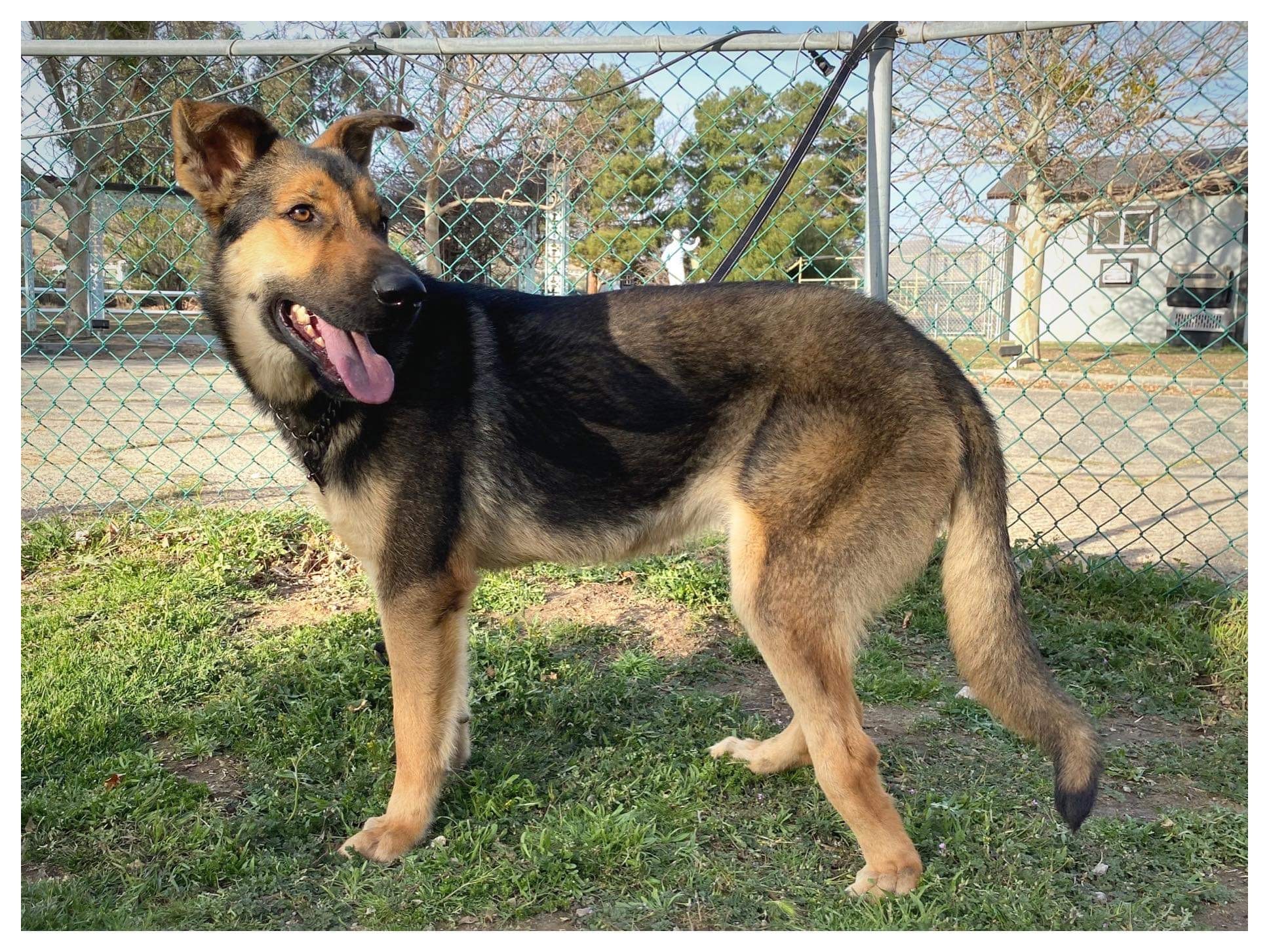 Oscar, an adoptable German Shepherd Dog in Greeneville , TN, 37743 | Photo Image 4