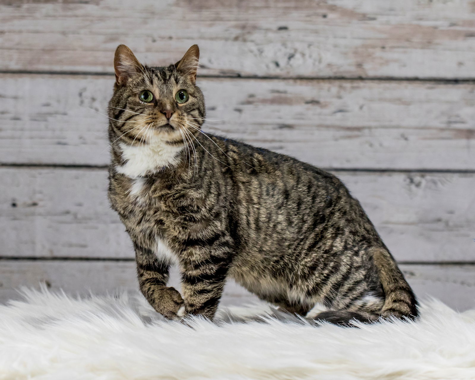 Cat for adoption - MooMoo, a Domestic Short Hair in Dartmouth, NS