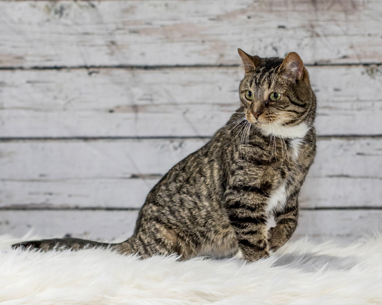 Roo C1514 **SPECIAL NEEDS**, an adoptable Domestic Short Hair in minneapolis, MN, 55417 | Photo Image 2