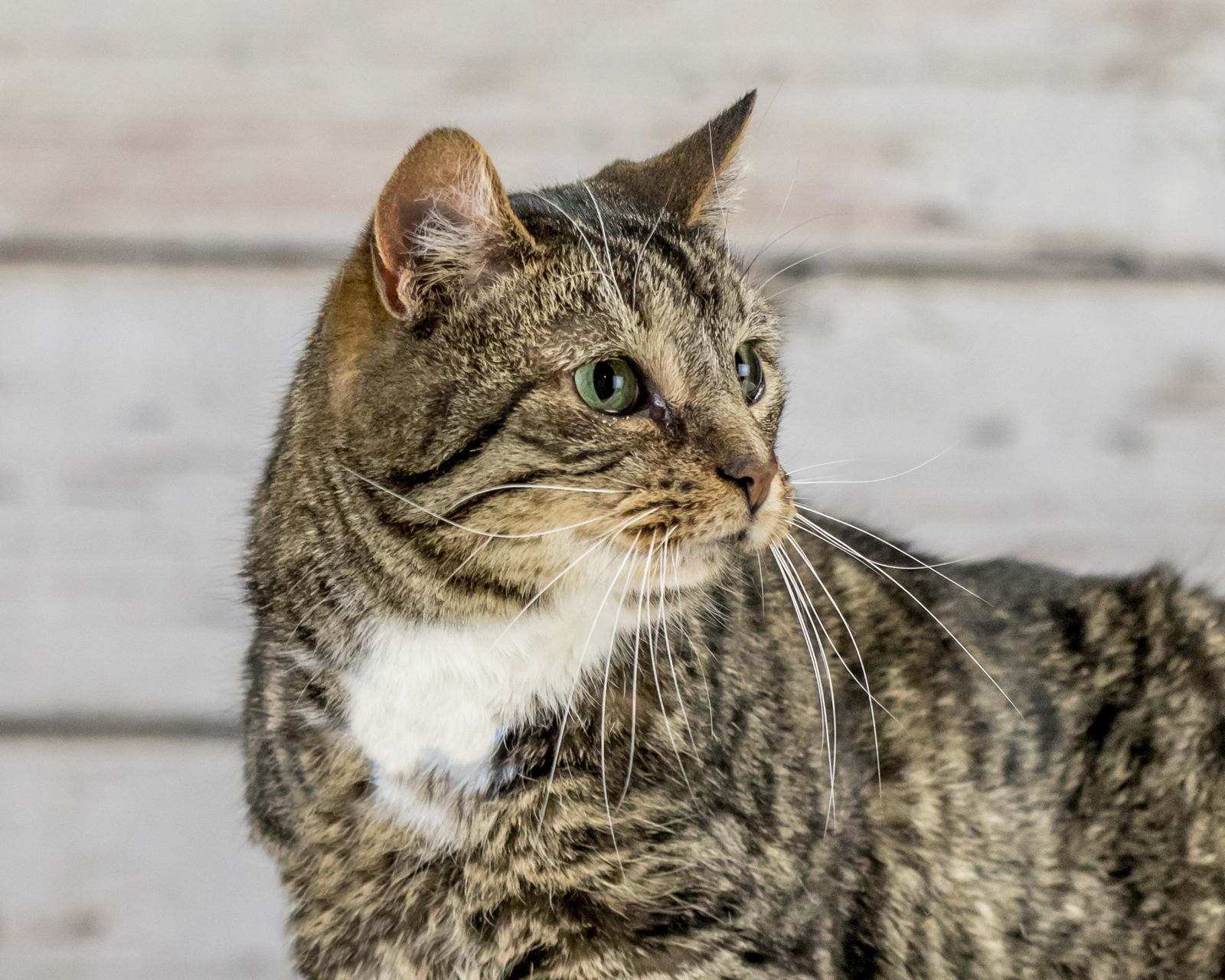 Roo C1514, an adoptable Domestic Short Hair in minneapolis, MN, 55417 | Photo Image 3