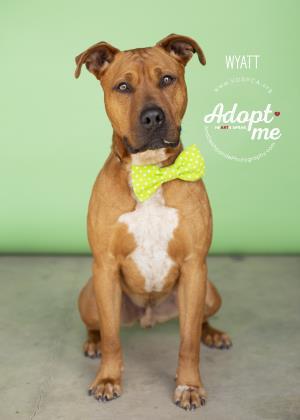 Wyatt, an adoptable Pit Bull Terrier in Visalia, CA, 93277 | Photo Image 2