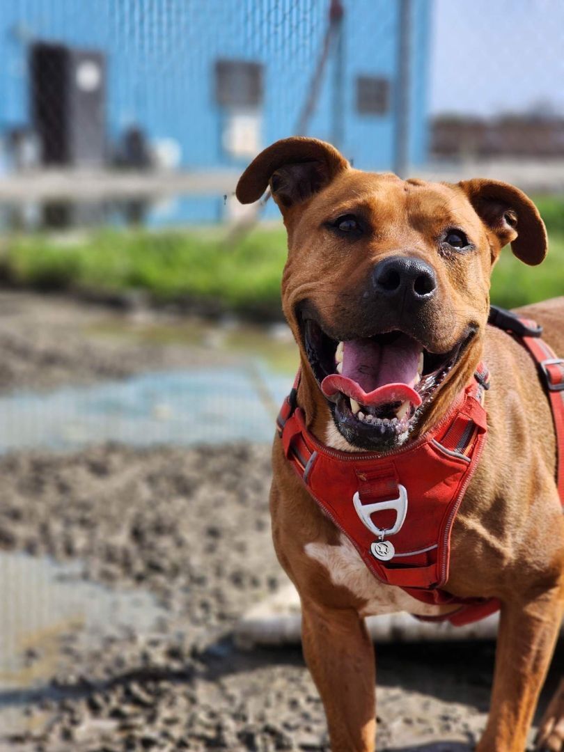 Wyatt, an adoptable Pit Bull Terrier in Visalia, CA, 93277 | Photo Image 1
