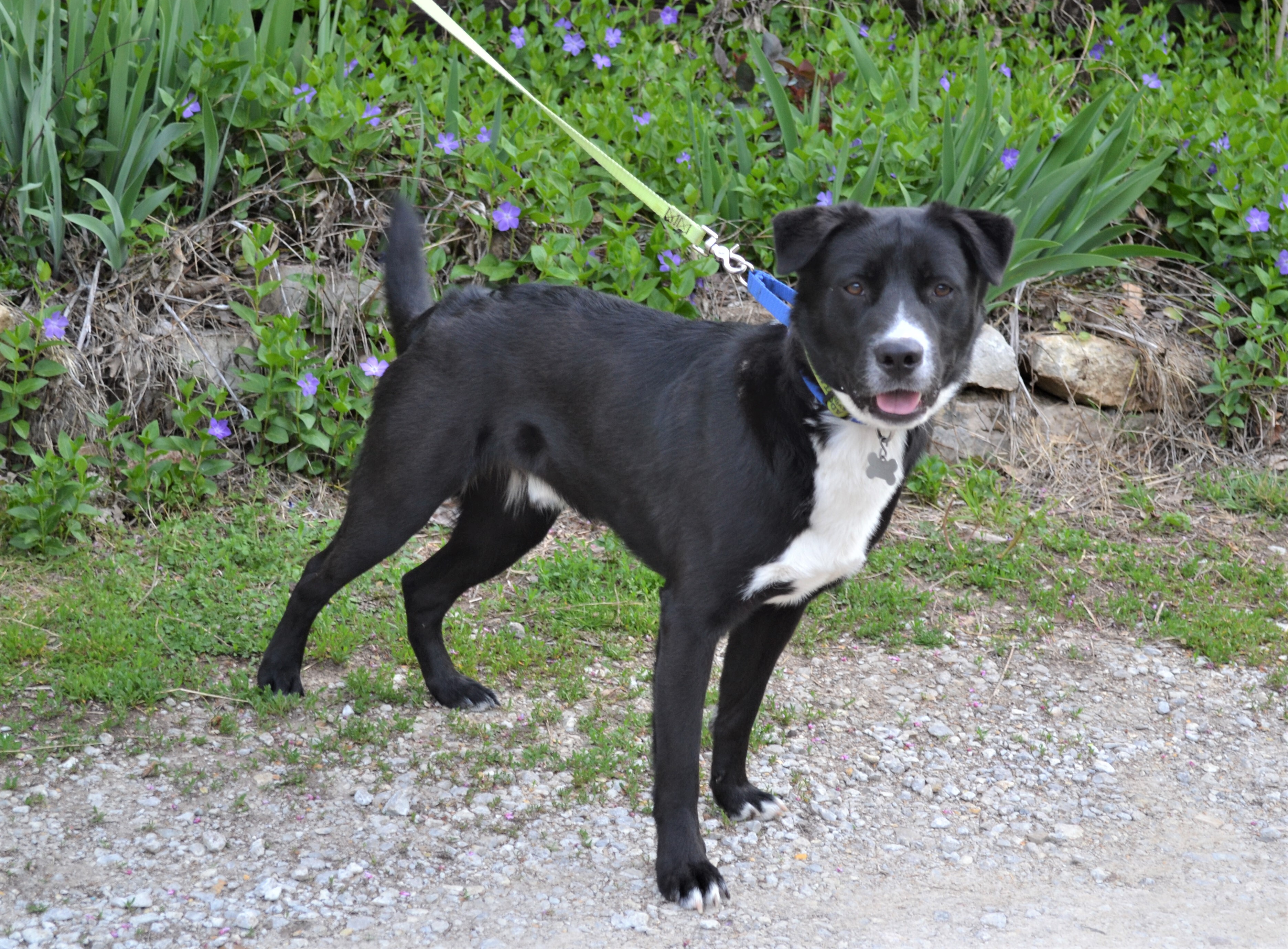 Deogi, an adoptable Border Collie in Parkville, MO, 64152 | Photo Image 2