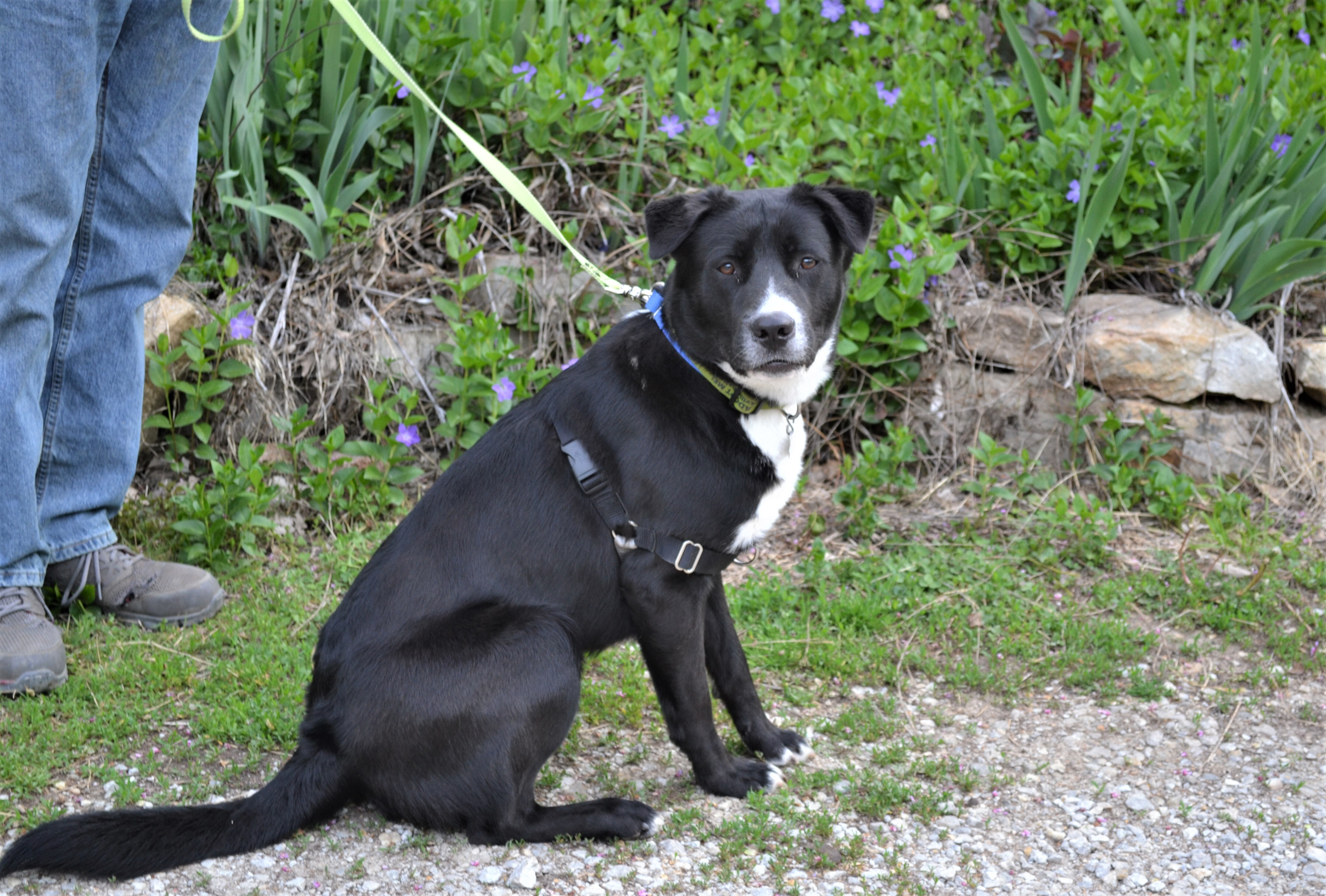 Deogi, an adoptable Border Collie in Parkville, MO, 64152 | Photo Image 4