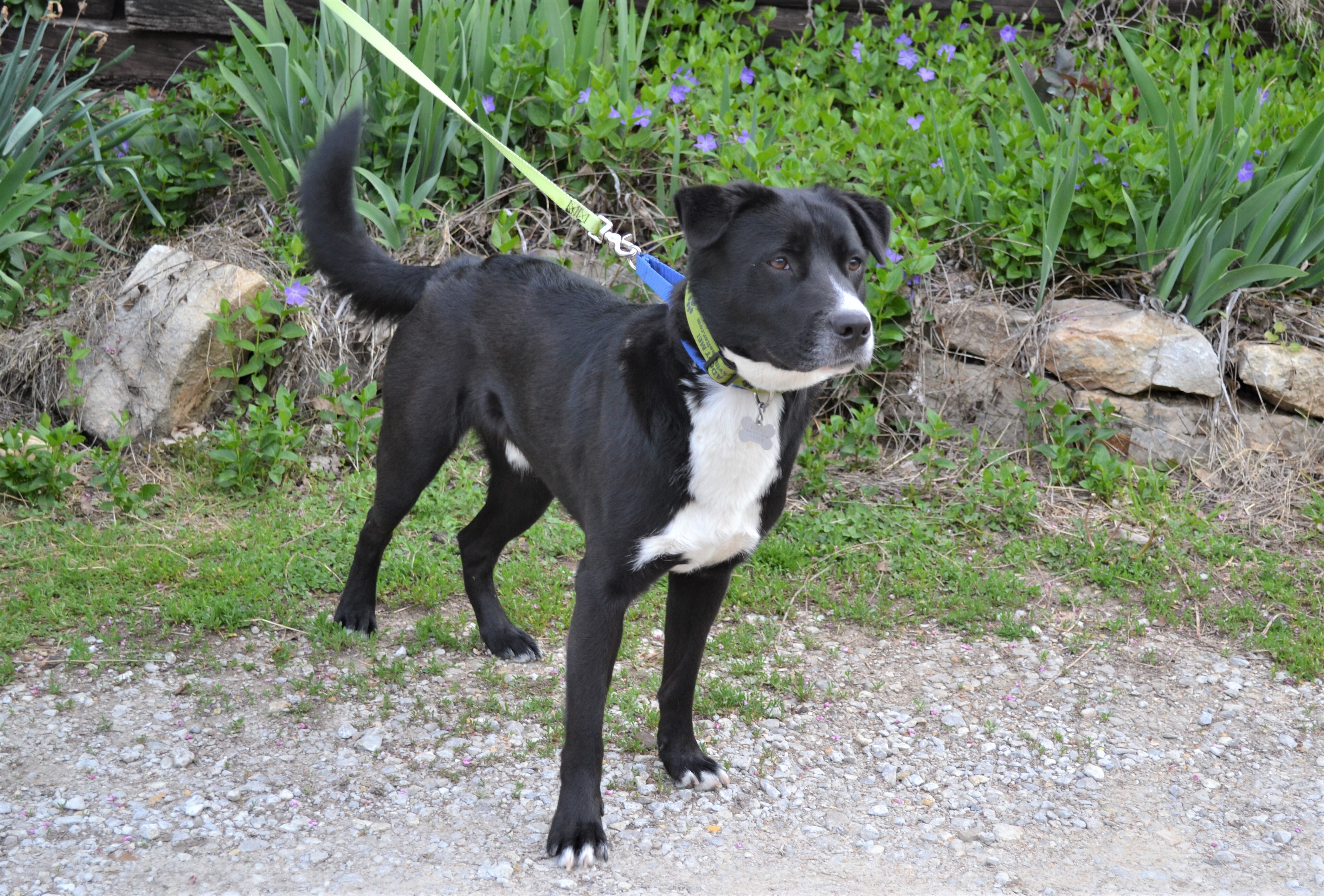Deogi, an adoptable Border Collie in Parkville, MO, 64152 | Photo Image 6