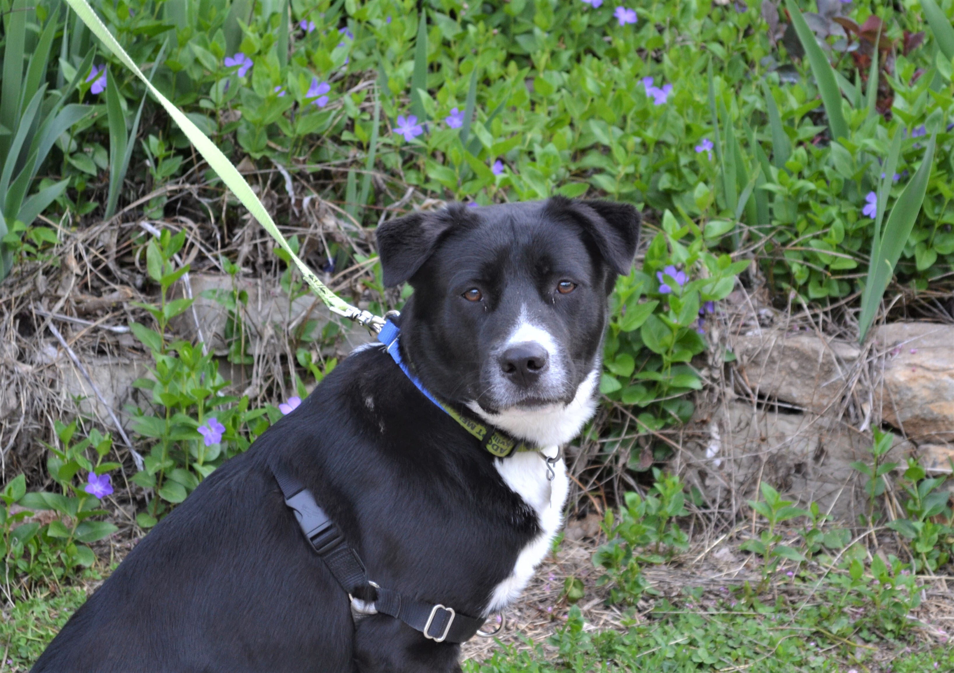 Deogi, an adoptable Border Collie in Parkville, MO, 64152 | Photo Image 8