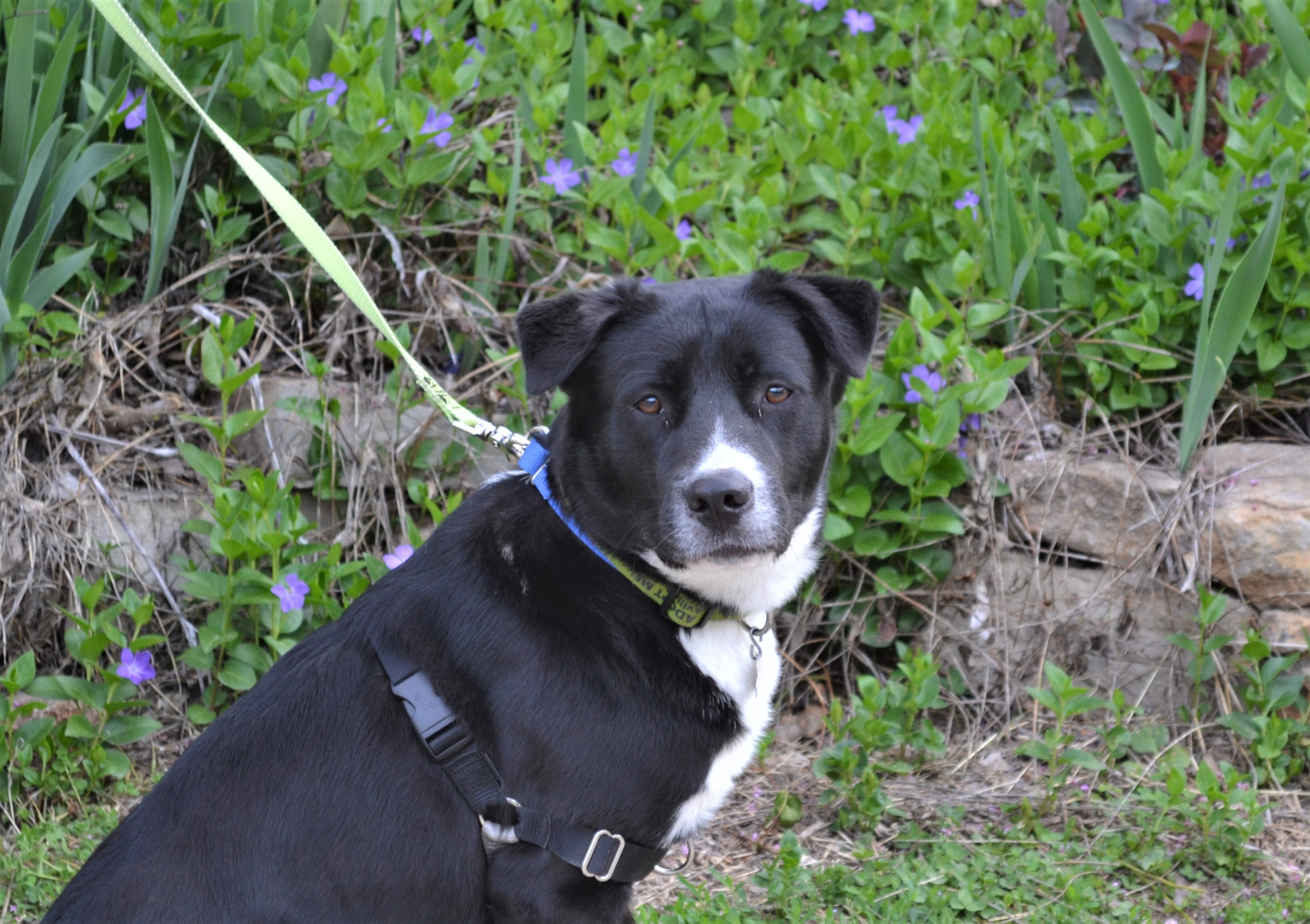 Deogi, an adoptable Border Collie in Parkville, MO, 64152 | Photo Image 9