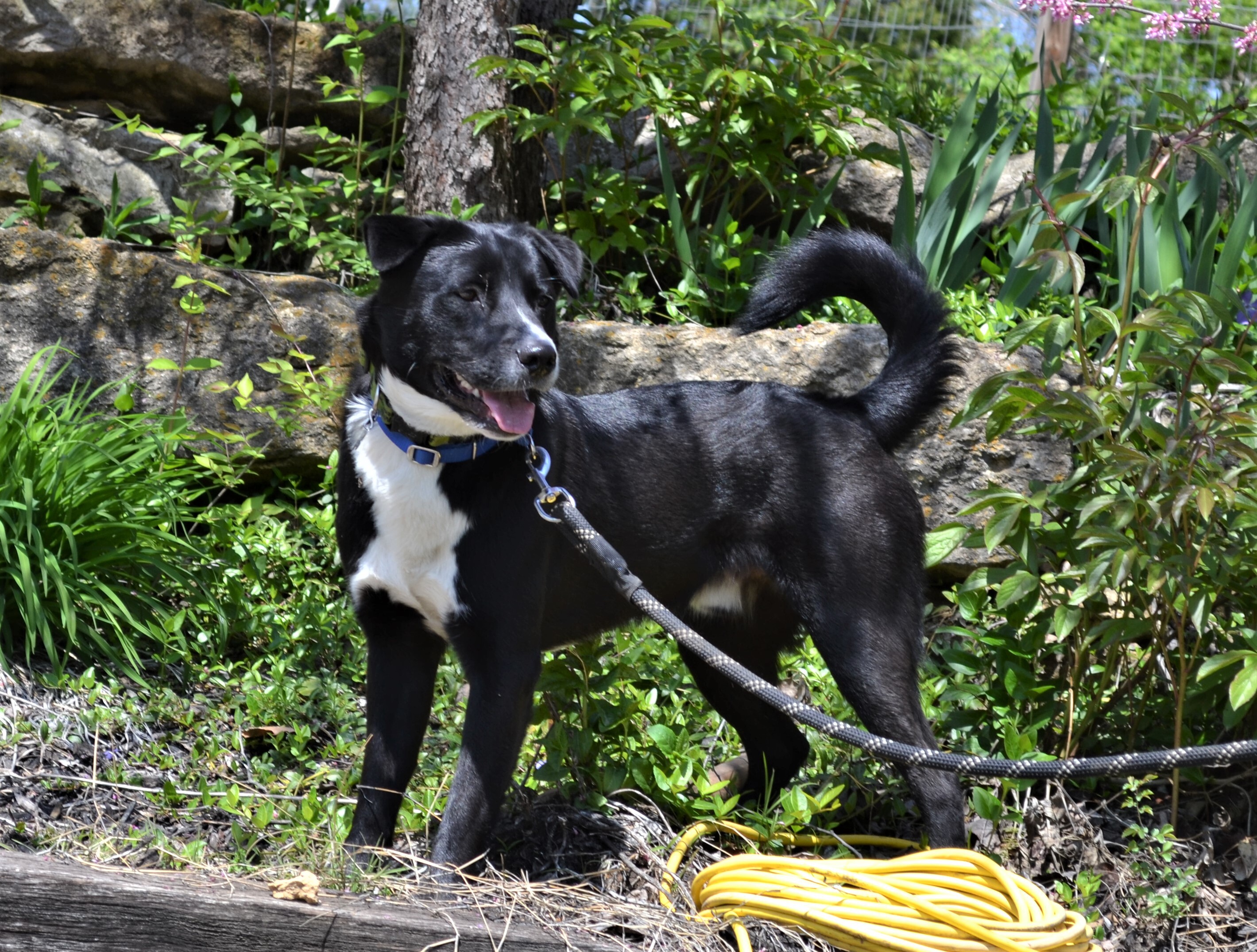 Deogi, an adoptable Border Collie in Parkville, MO, 64152 | Photo Image 10