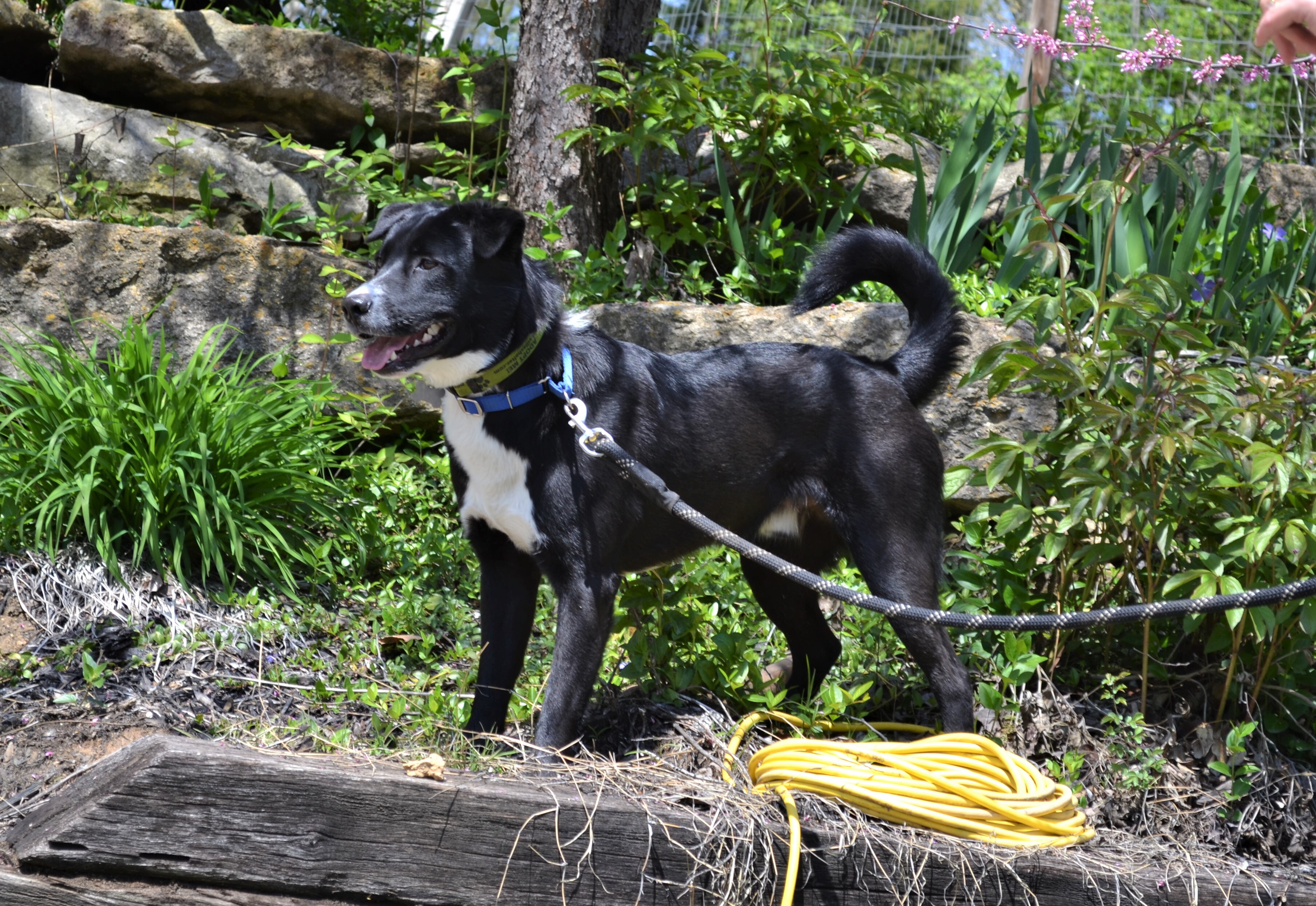 Deogi, an adoptable Border Collie in Parkville, MO, 64152 | Photo Image 11