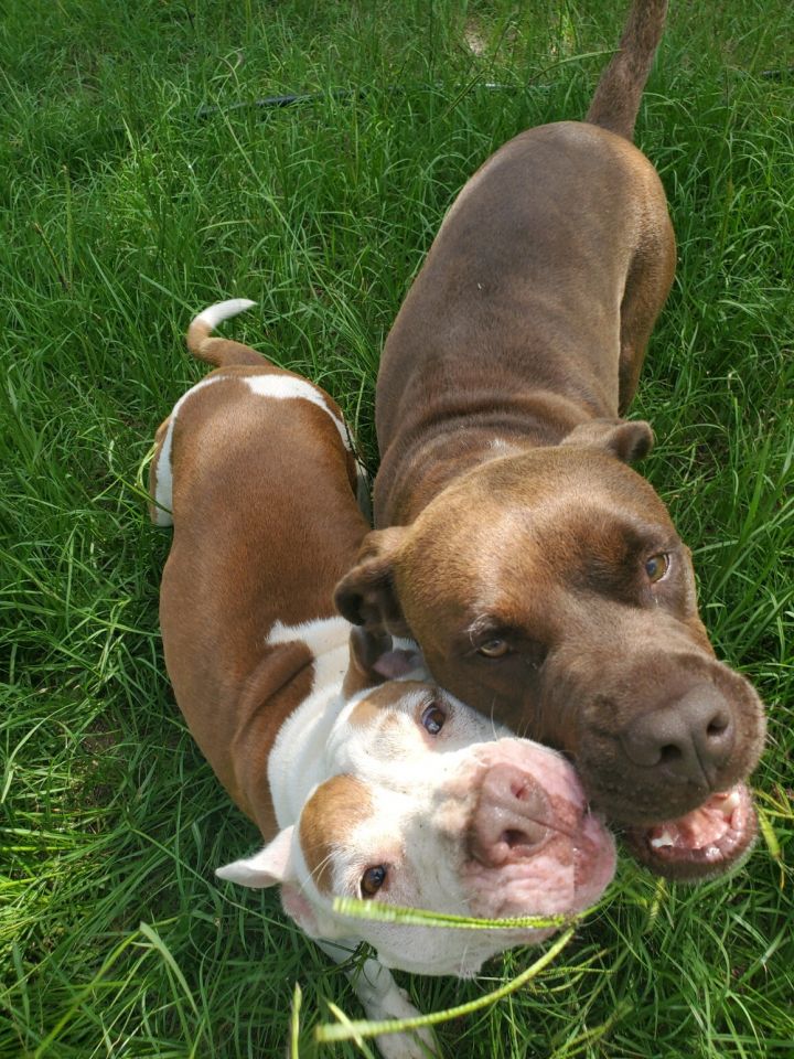 Rowe, an adoptable American Staffordshire Terrier & Bull Terrier Mix in Orangeburg, SC_image-5