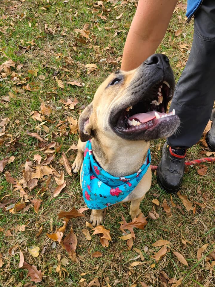 Savannah, an adoptable Shepherd & Staffordshire Bull Terrier Mix in Jerseyville, IL_image-3
