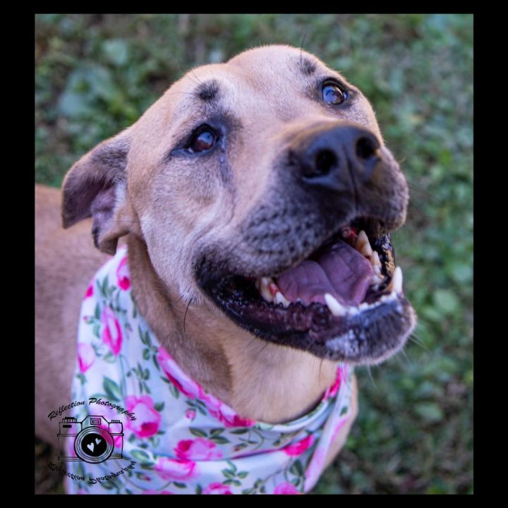 Savannah, an adoptable Shepherd & Staffordshire Bull Terrier Mix in Jerseyville, IL_image-1
