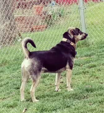 Taz, an adoptable Mixed Breed in Barrington Hills, IL, 60010 | Photo Image 3