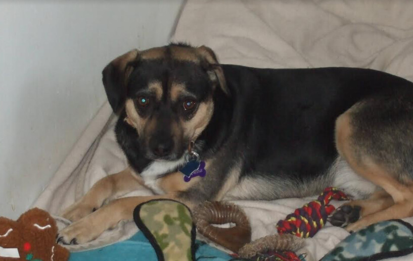 Taz, an adoptable Mixed Breed in Barrington Hills, IL, 60010 | Photo Image 1