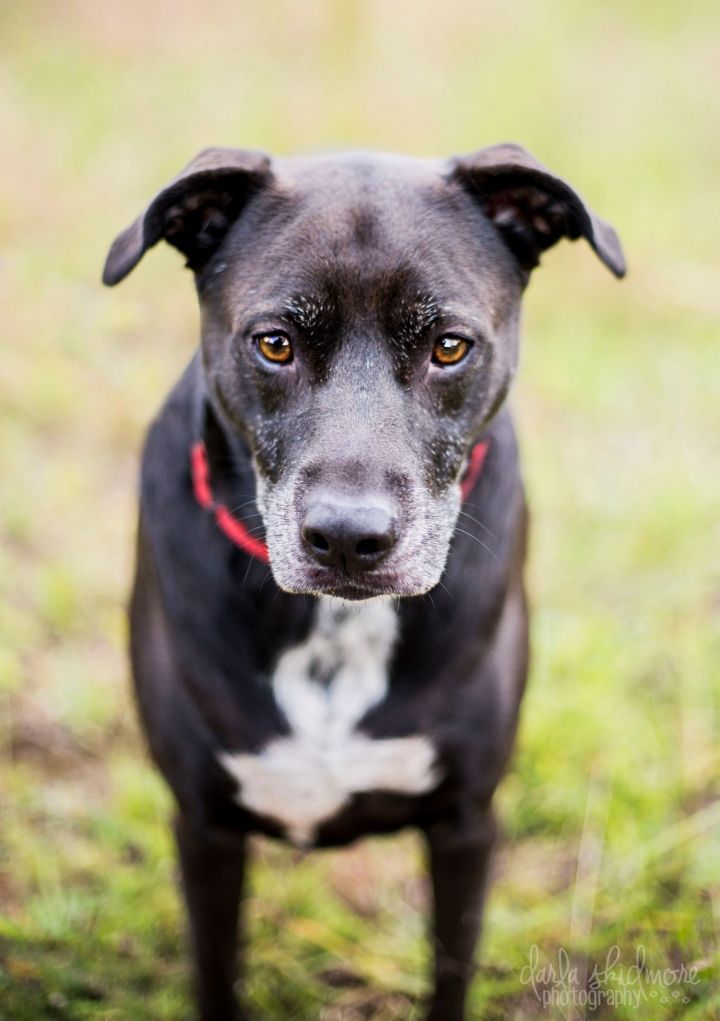 Ivy, an adopted Labrador Retriever & Pit Bull Terrier Mix in Charlotte, NC_image-1