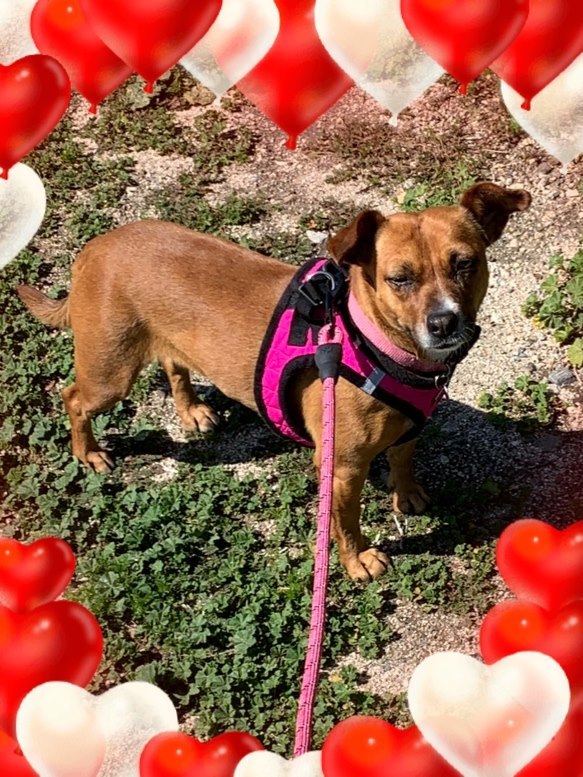 Thelma, an adoptable Jack Russell Terrier, Boxer in La Verne, CA, 91750 | Photo Image 2