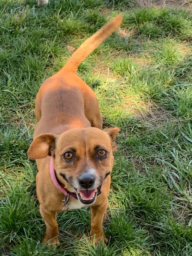 Thelma, an adoptable Jack Russell Terrier, Boxer in La Verne, CA, 91750 | Photo Image 3
