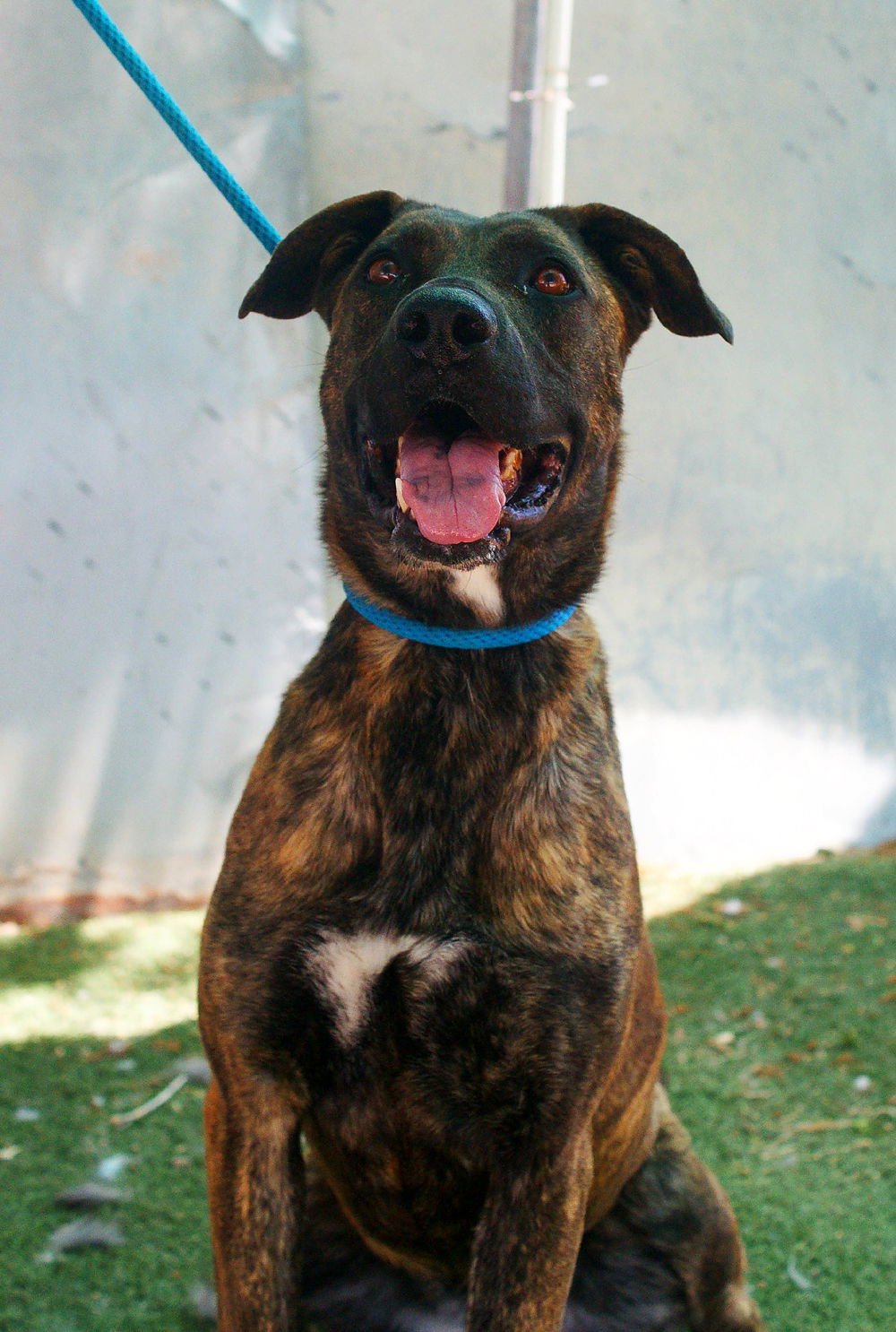 Bonnie- **, an adoptable Mastiff in Apple Valley, CA, 92307 | Photo Image 1